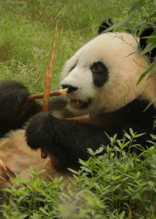 Panda eating GIF Find on GIFER