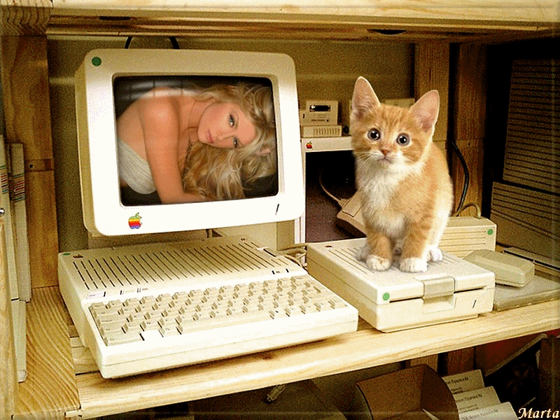 cat Cat On Computer Keyboard Gif