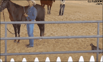 GIF cat animals being jerks animated GIF on GIFER