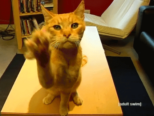 Waving timkat cat GIF Find on GIFER