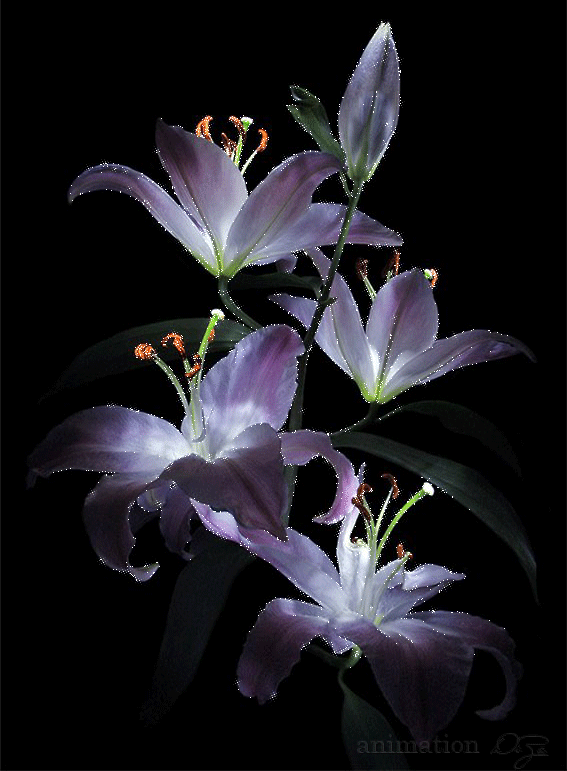 Free gallery of animated gifs of flowers letters that you can easily download to your computer to make powerpoint presentation, or animate your personal blog to make this more attractive. Gif Fleurs Flowers Animated Gif On Gifer