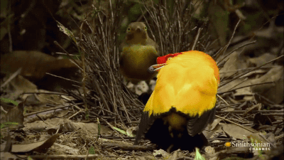 Gif Animales Baila Ave Gif Animado En Gifer