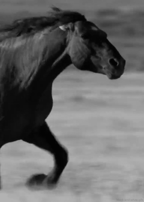 GIF horse amazing black and white animated GIF on GIFER