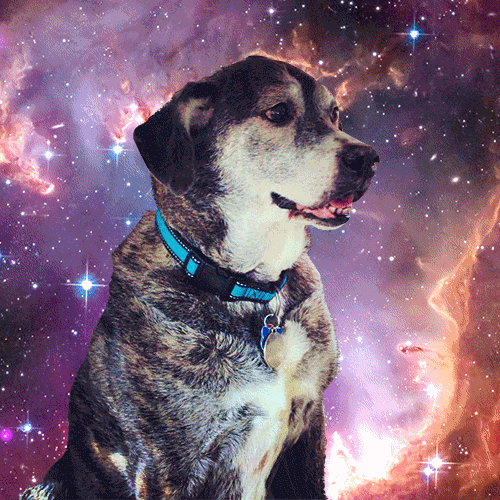 Space Dog Gif