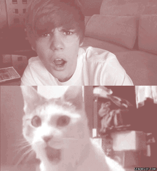 GIF cat justin bieber crazy cat lady animated GIF on GIFER