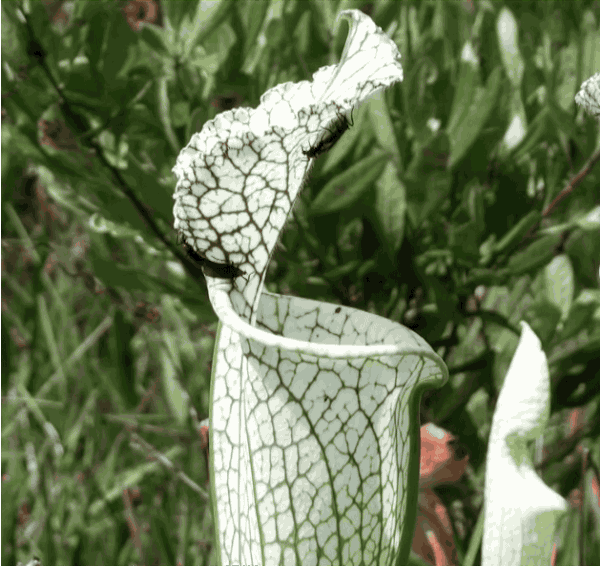 Plants GIF on GIFER by Celas