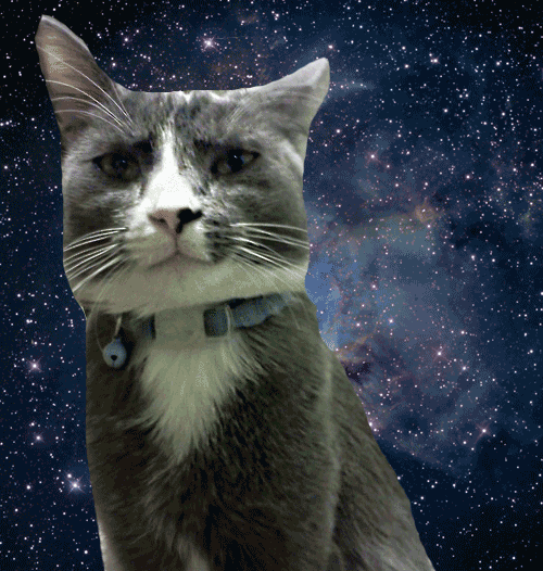 GIF cats in space space cat animals animated GIF on GIFER by Anayadar
