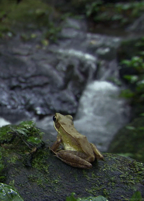 Lake frog nature GIF on GIFER by Wrathshaper
