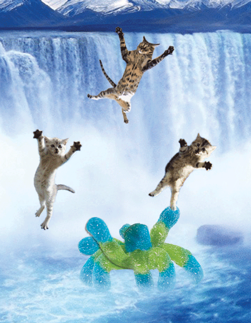 Lol herding cats cat herding GIF on GIFER by Teshicage