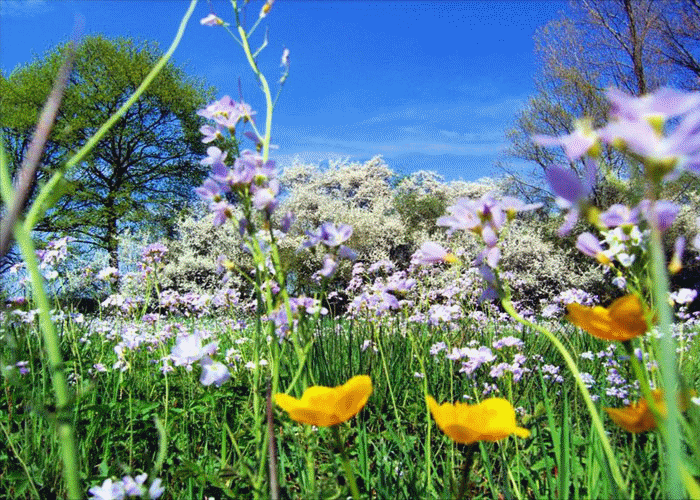 GIF spring animated GIF on GIFER by Tygolkis