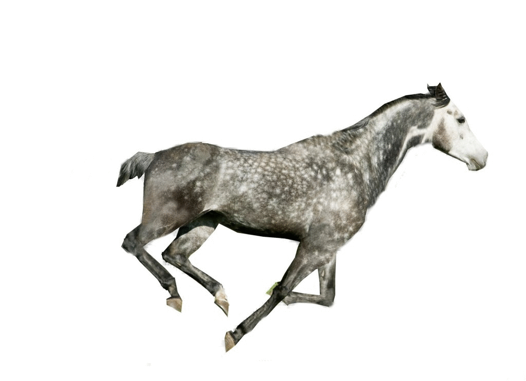 Horse GIF on GIFER by Sirath