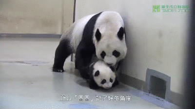 Baby panda enfant GIF on GIFER by