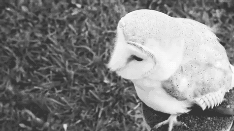 Funny Gifs Hedwig Gif Vsgif Com