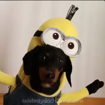 Dachshund hot dog dog GIF Find on GIFER