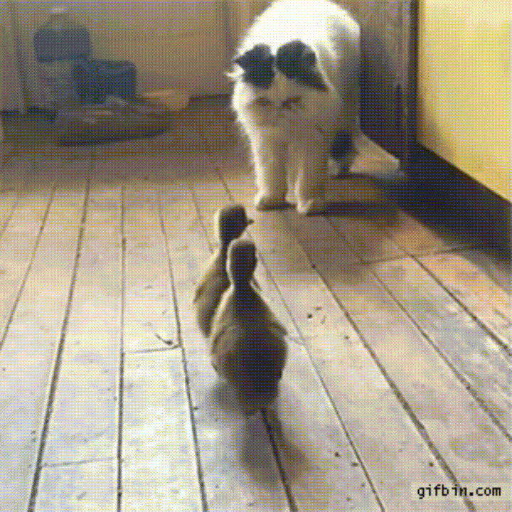 Cat runs ducklings GIF Find on GIFER