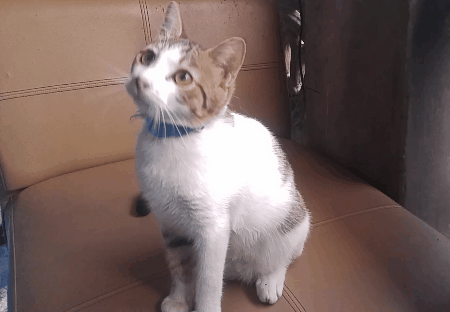 Yoyo cat GIF Find on GIFER