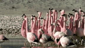 Bird flamingo funny GIF on GIFER by Doomstaff