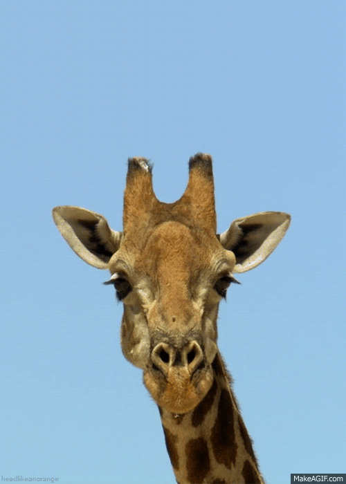 GIF giraffe animated GIF on GIFER by Kanis