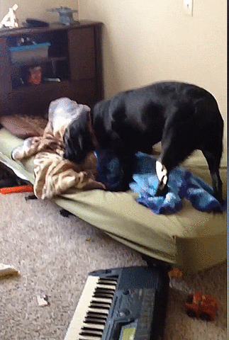 Wakey human animals being jerks GIF Find on GIFER