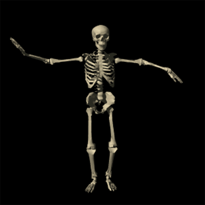 Skeleton body bones GIF Find on GIFER