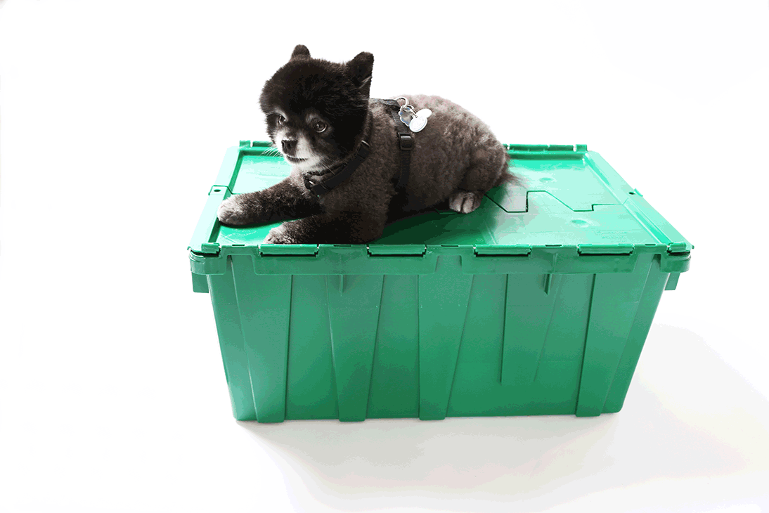 GIF storage cute dog animated GIF on GIFER