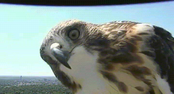 Hawk camera reflection GIF Find on GIFER