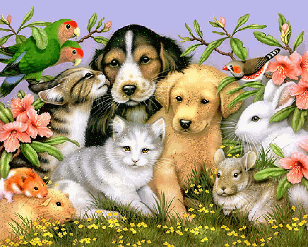 Pets GIF Find on GIFER