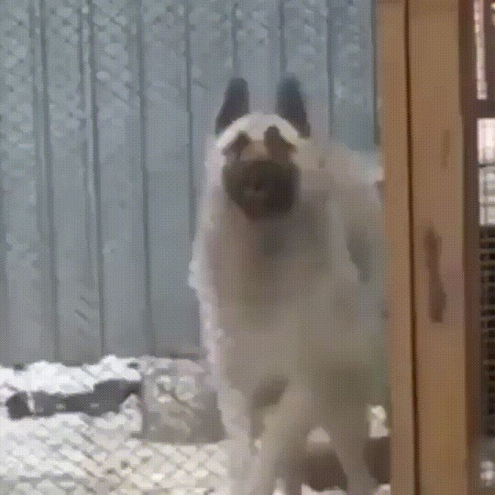 Eyebleach doggo GIF Find on GIFER