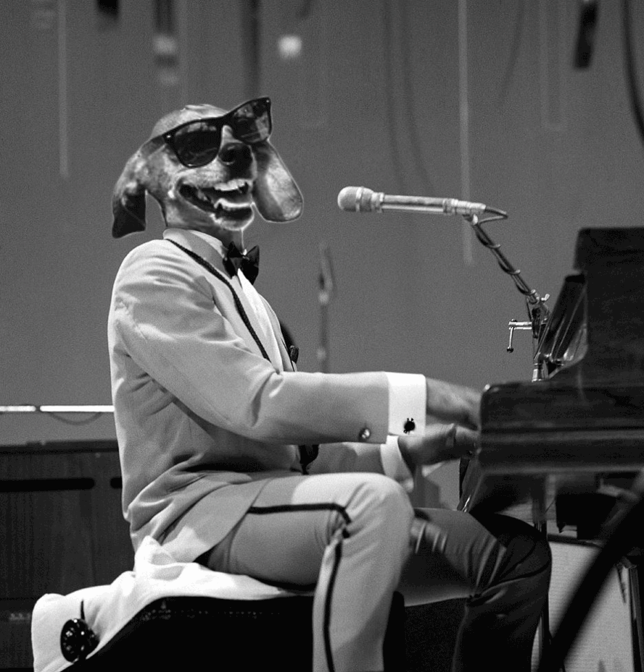 Piano dog playing GIF Find on GIFER