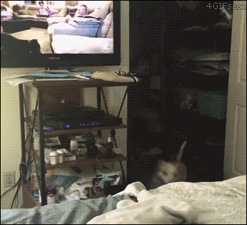 Dog jumps GIF Find on GIFER