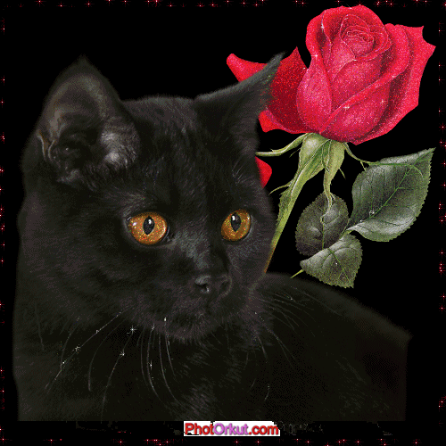 De gatos i cant believe i did that GIF Find on GIFER