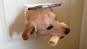 Cat dogs door GIF Find on GIFER