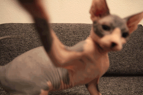 Flower GIF Find on GIFER