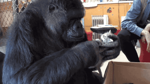 Funny Gifs Gorilla Gif Vsgif Com