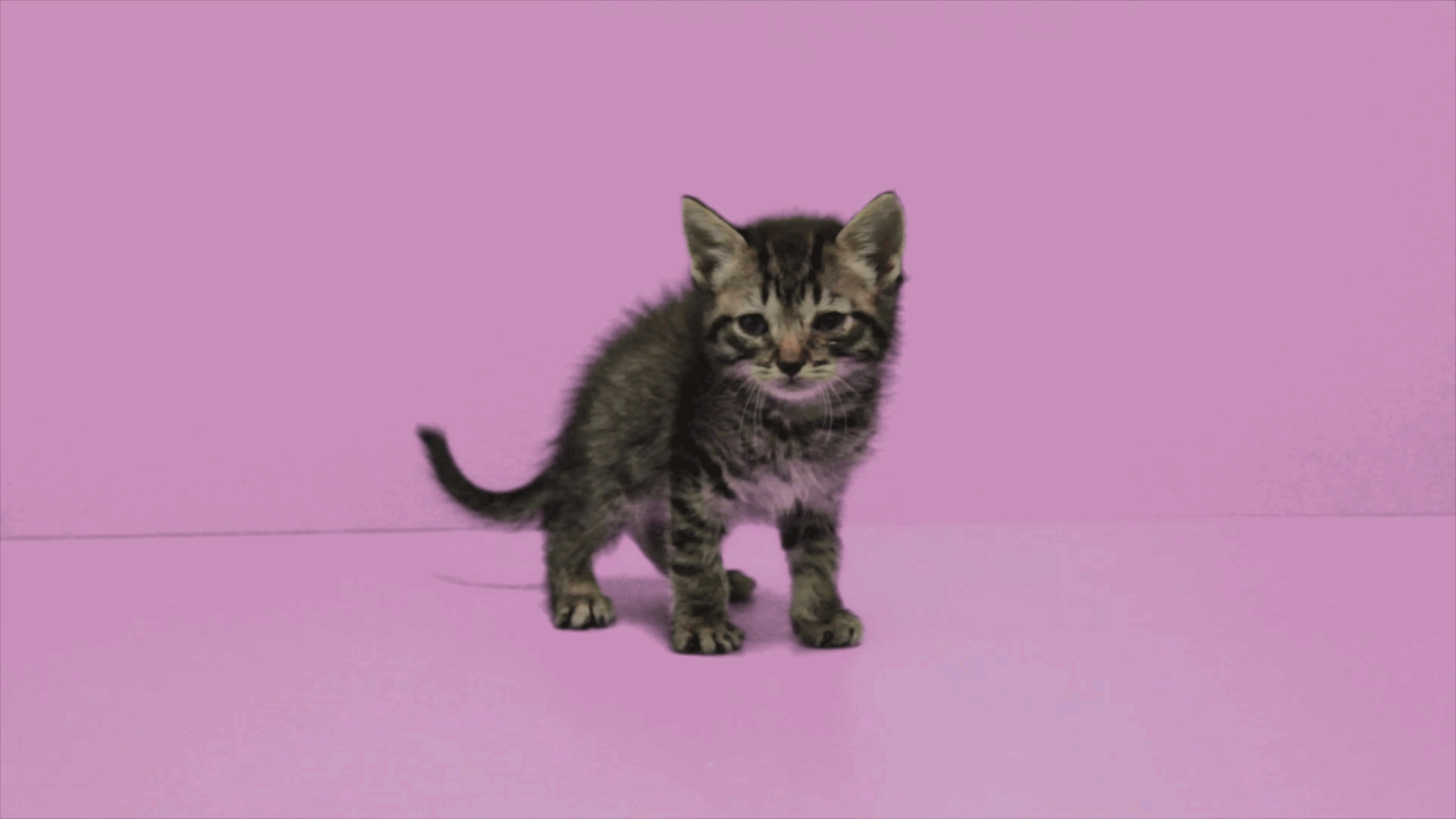 Pink kitten cat GIF Find on GIFER