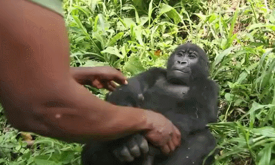 Funny Gifs Gorilla Gif Vsgif Com