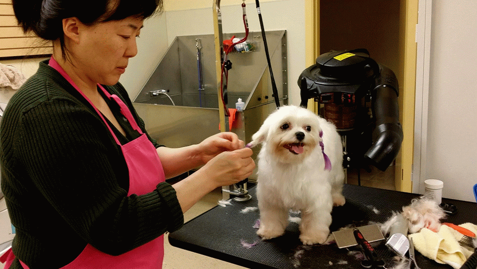 GIF grooming animated GIF on GIFER