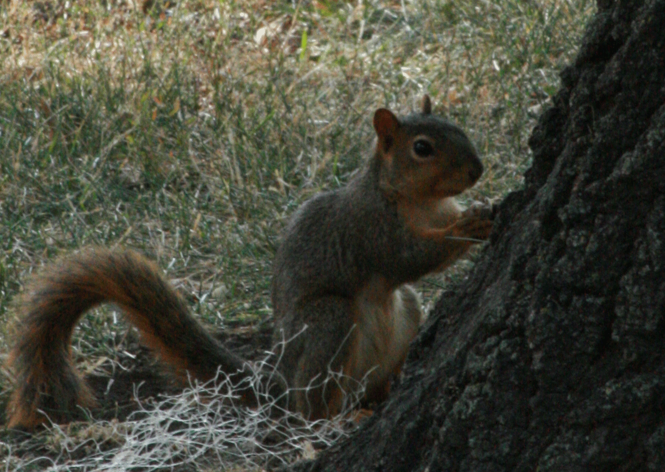GIF squirrel animated GIF on GIFER
