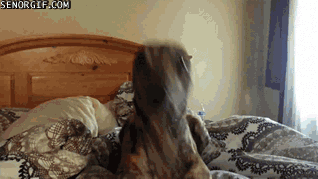 Excited dogs GIF Find on GIFER