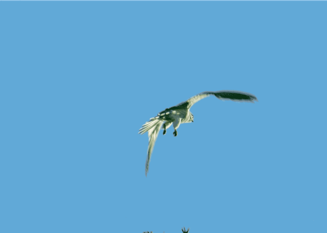 Air bird GIF Find on GIFER