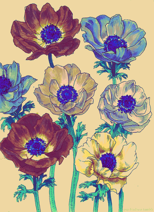 Flower tumblr flowers GIF Find on GIFER