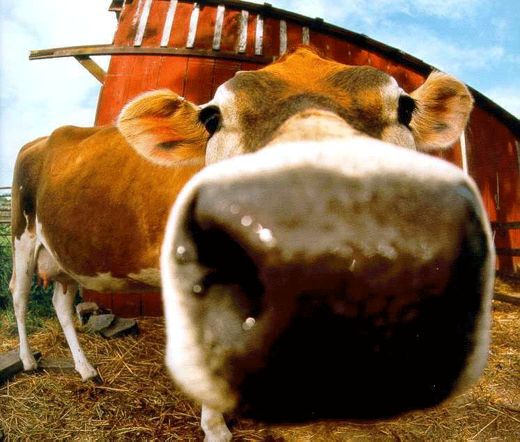 Cow GIF on GIFER by Vurn