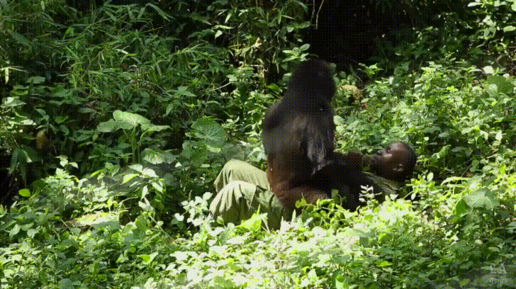 Park Ranger Gorilla Gorille Gif On Gifer By Beanis