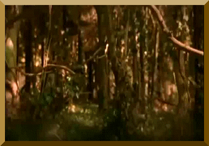Goshawk Animales Oscuro Gif En Gifer De Dagdagra