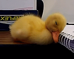 Duckling Tiere Animais Gif On Gifer By Karn