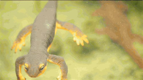 Salamanders GIFs Get the best gif on GIFER