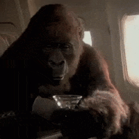 Gorilla Gifs Get The Best Gif On Gifer