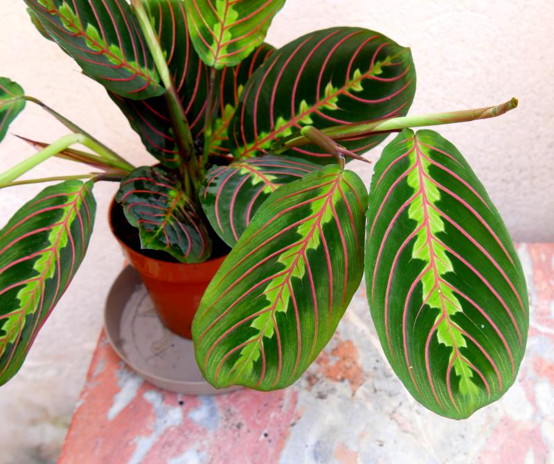 Maranta plante qui prie "je t'aime