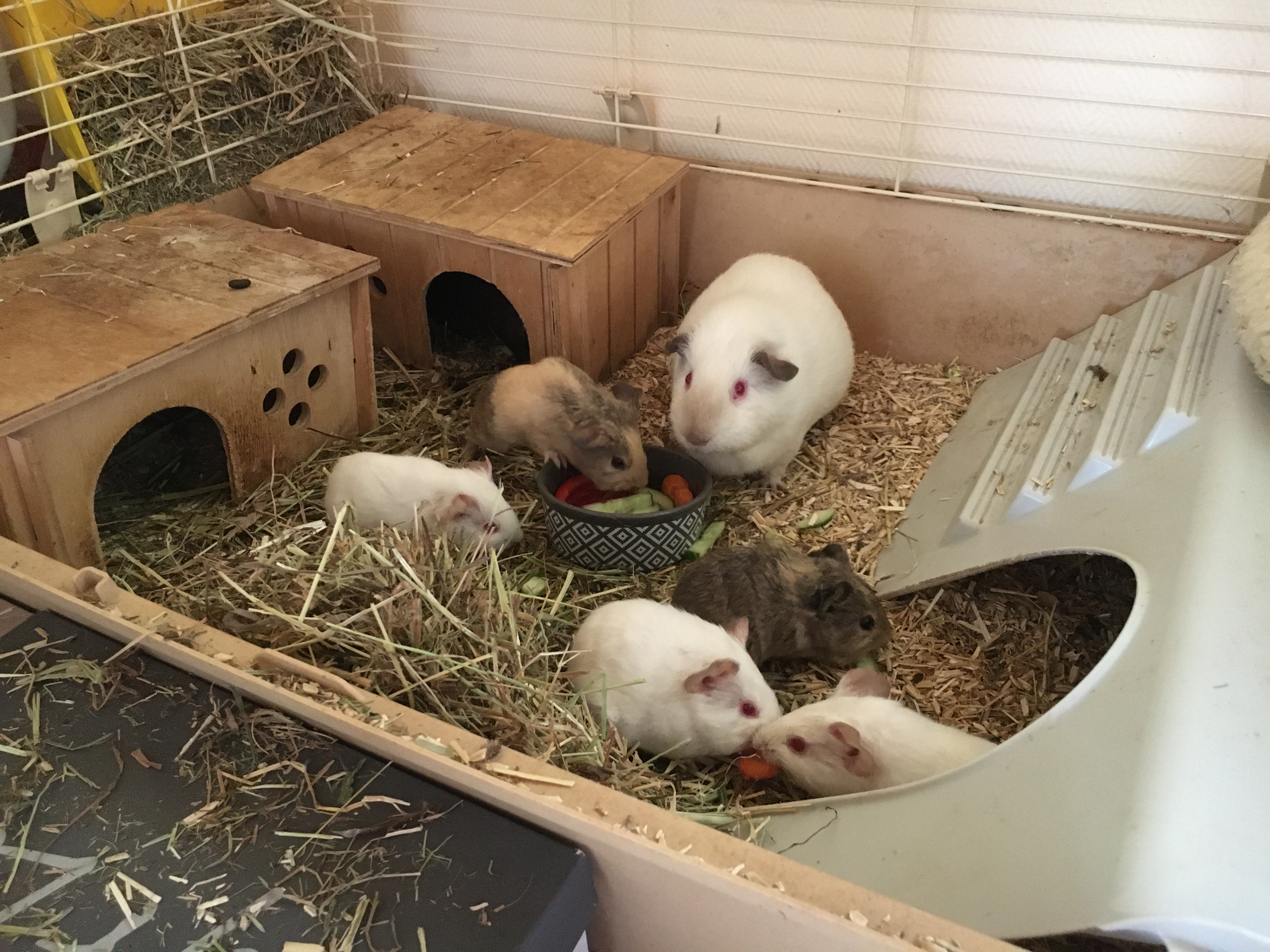 Bébés cochons d'inde à donner Petites annonces