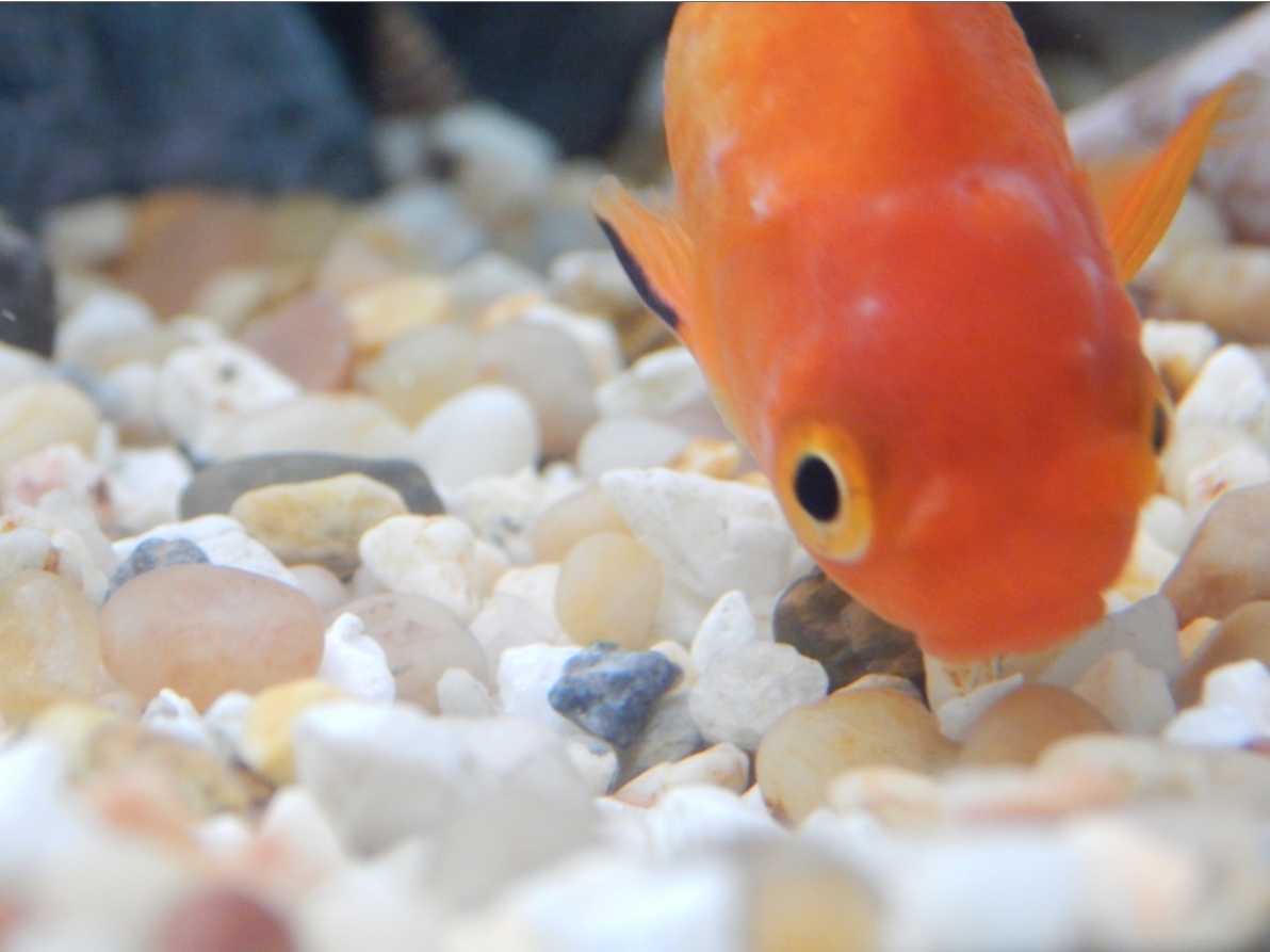 White bumps on one goldfish (don't seem like ich) Site for Goldfish